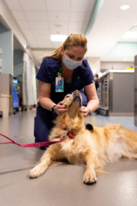 staff with therapy dog